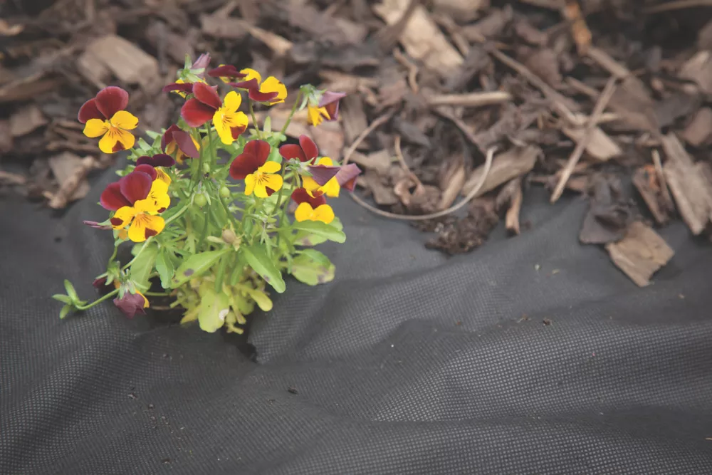 Apollo® Apollo Weed Control Fabric Roll 100 X 1m 5 Apollo® Apollo Weed Control Fabric Roll 100 X 1m - Image 3