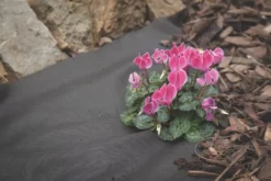 Apollo® Apollo Weed Control Fabric Roll 100 X 1m 10 Apollo® Apollo Weed Control Fabric Roll 100 X 1m -Garden Tools 23991 A3