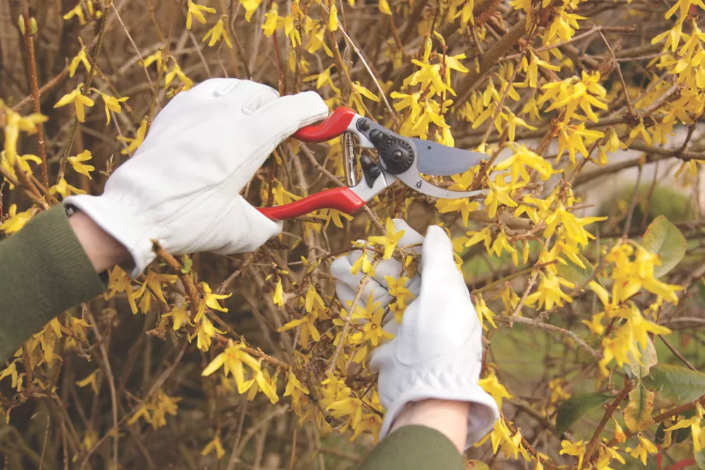 Spear & Jackson Bypass Razorsharp Left-Handed Secateurs 8 1/2" (213mm) 4 Spear & Jackson Bypass Razorsharp Left-Handed Secateurs 8 1/2" (213mm) - Image 2