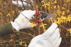 Spear & Jackson Bypass Razorsharp Left-Handed Secateurs 8 1/2" (213mm) 7 Spear & Jackson Bypass Razorsharp Left-Handed Secateurs 8 1/2" (213mm) -Garden Tools 282KG A2