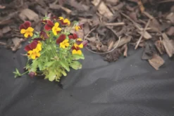 Apollo® Apollo Weed Control Fabric Roll 50 X 2m 9 Apollo® Apollo Weed Control Fabric Roll 50 X 2m -Garden Tools 63606 A2