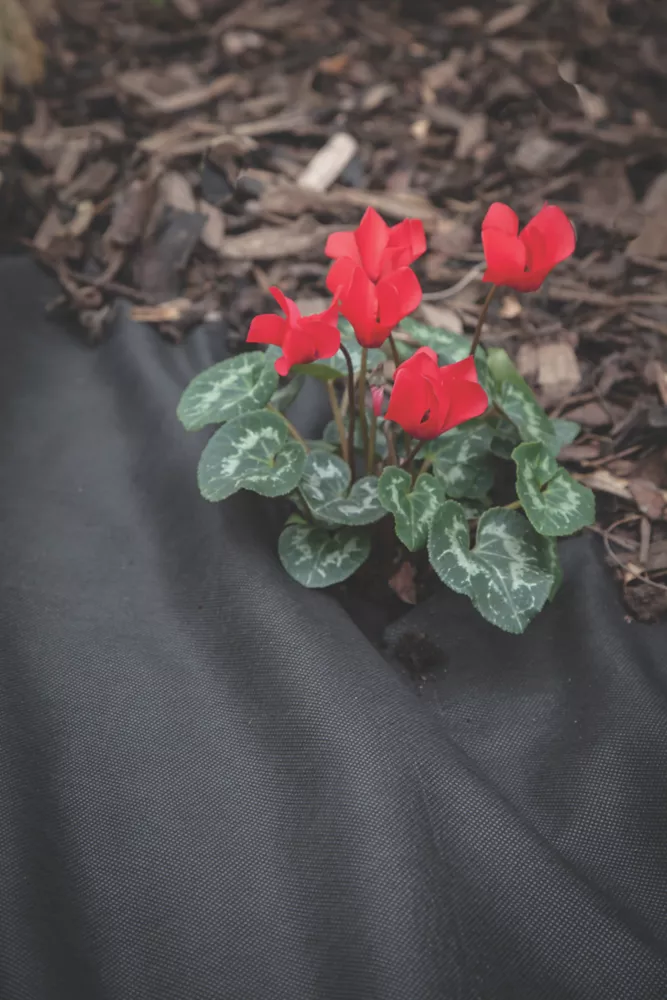 Apollo® Apollo Weed Control Fabric Roll 50 X 2m 6 Apollo® Apollo Weed Control Fabric Roll 50 X 2m - Image 4